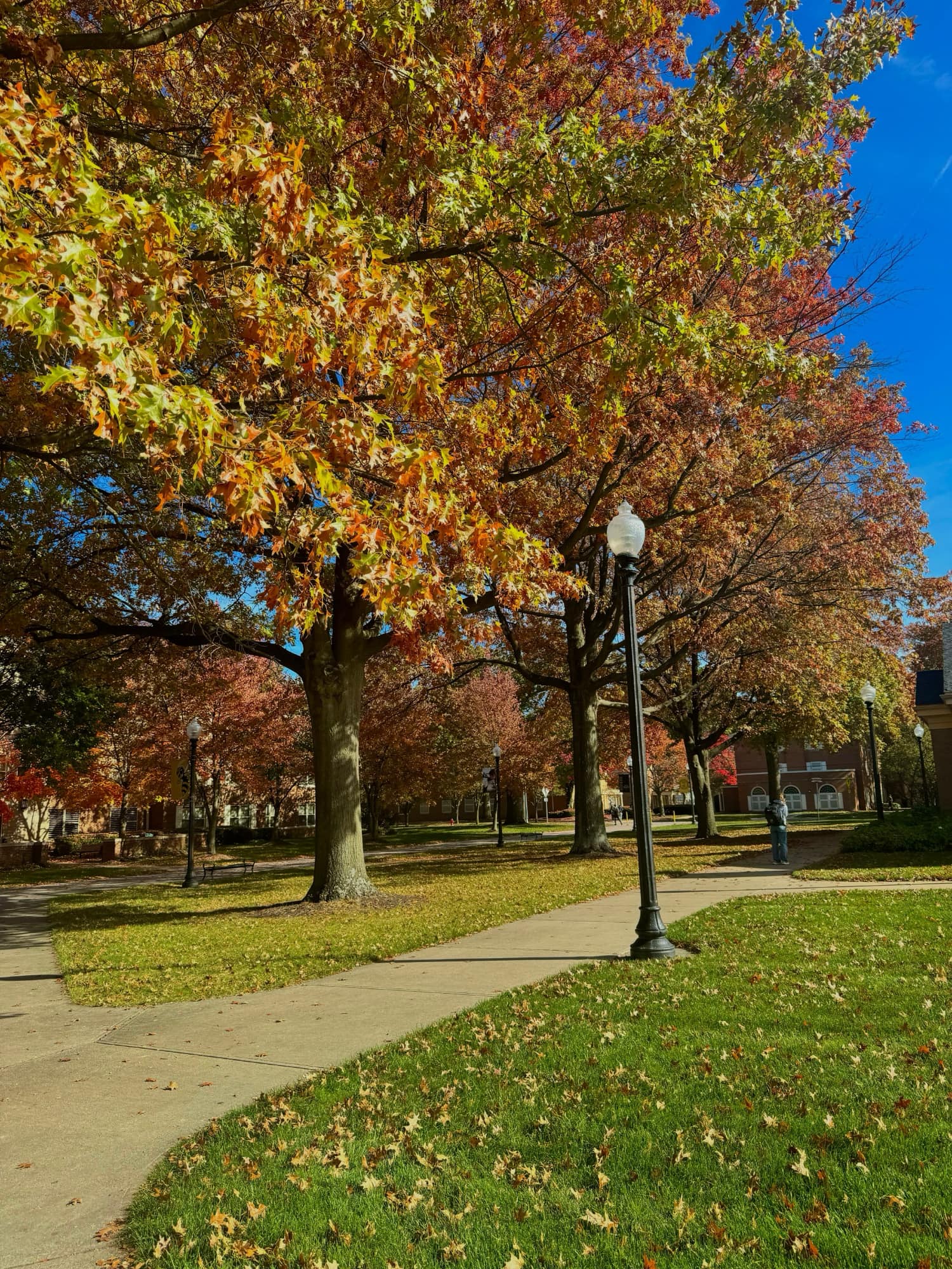 Tree-lined college walkway in autumn